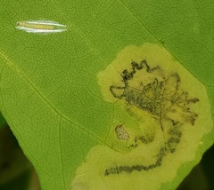 Image of Leucoptera erythrinella