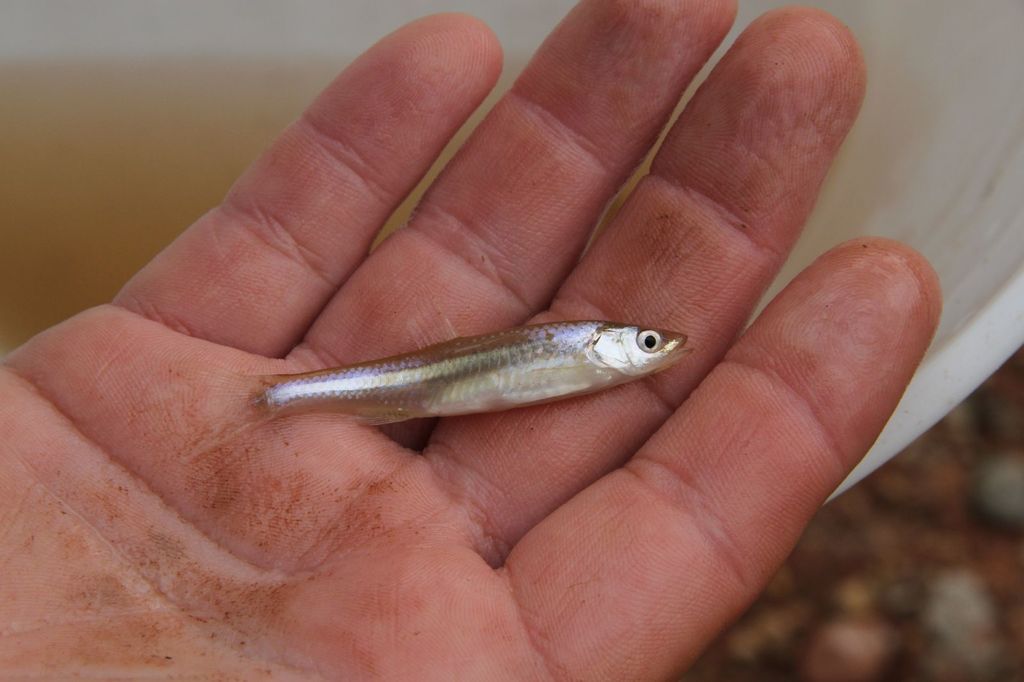 Sharpnose Shiner