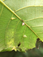 Caryomyia caryaecola