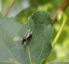 Seioptera vibrans
