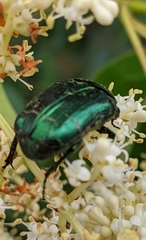 Cetonia aurataeformis