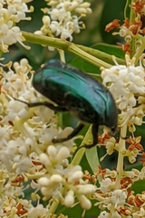 Cetonia aurataeformis