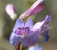 Penstemon pachyphyllus