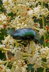 Cetonia aurataeformis