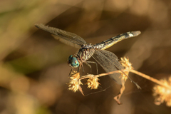 Micrathyria ocellata