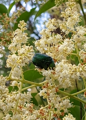 Cetonia aurataeformis