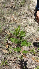 Asclepias tomentosa