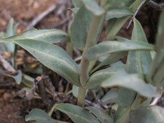 Penstemon pachyphyllus