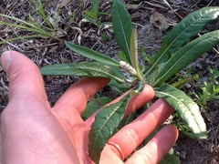 Pterocaulon virgatum