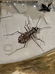 Cicindela sedecimpunctata