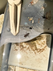 Cicindela sedecimpunctata