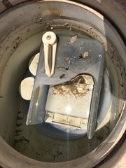 Cicindela sedecimpunctata