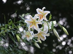 Lilium auratum