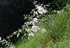 Lilium auratum