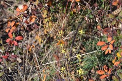 Biscutella valentina