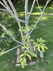 Zanthoxylum flavum