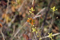 Biscutella valentina