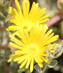 Malephora lutea