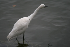 Egretta garzetta