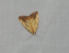 Xanthodes transversa