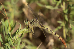 Arigomphus submedianus