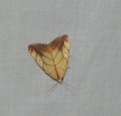 Xanthodes transversa