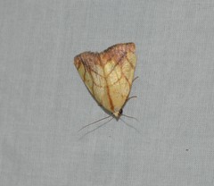 Xanthodes transversa