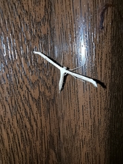 Pterophorus pentadactyla