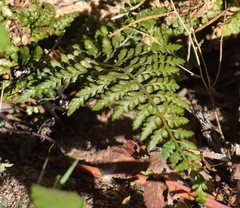 Asplenium adiantum-nigrum