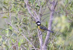 Parus major aphrodite