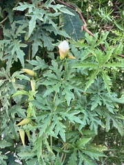 Distimake dissectus dissectus