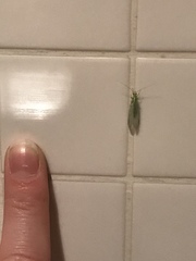 Chrysopidae
