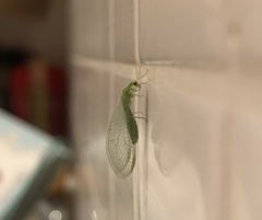 Chrysopidae