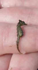 Hippocampus zosterae