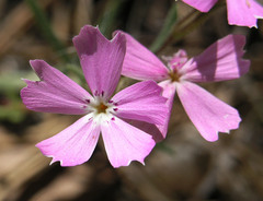 Phlox woodhousei