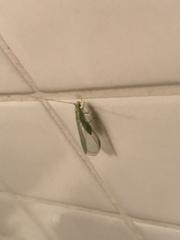 Chrysopidae