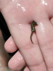 Hippocampus zosterae