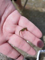 Hippocampus zosterae