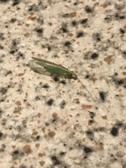 Chrysopidae