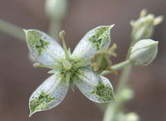 Frasera albomarginata