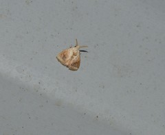 Xanthodes transversa