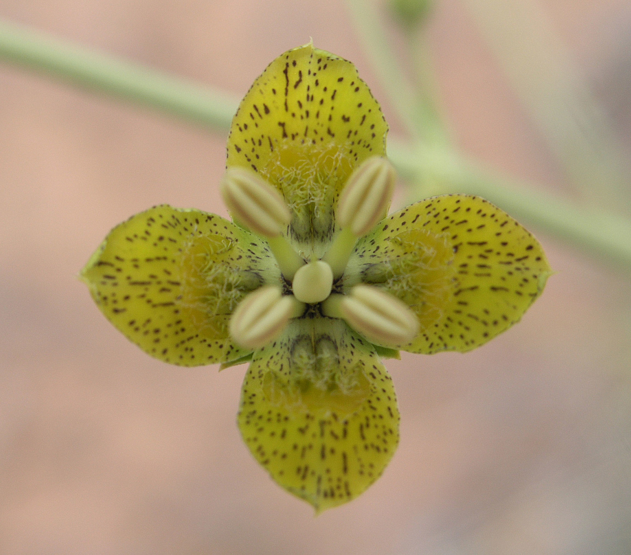 Frasera paniculata