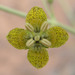 Frasera paniculata - Photo (c) Steve Ganley,  זכויות יוצרים חלקיות (CC BY-NC)