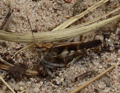 Trimerotropis cincta