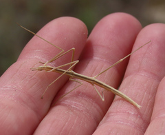 Parabacillus coloradus