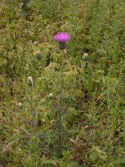 Cirsium pumilum