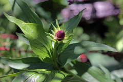 Rudbeckia occidentalis