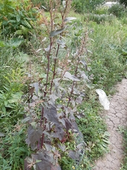 Atriplex hortensis