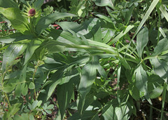 Rudbeckia occidentalis