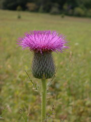 Cirsium pumilum